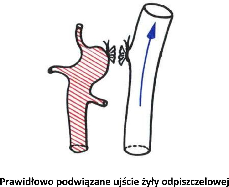 ujście żyły