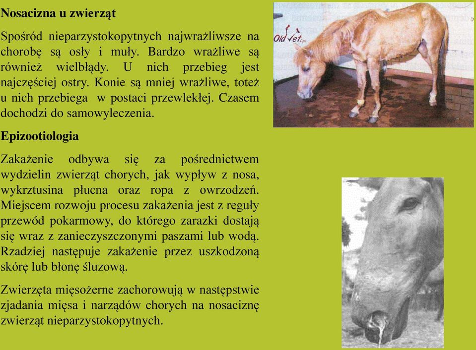 Epizootiologia Zakażenie odbywa się za pośrednictwem wydzielin zwierząt chorych, jak wypływ z nosa, wykrztusina płucna oraz ropa z owrzodzeń.