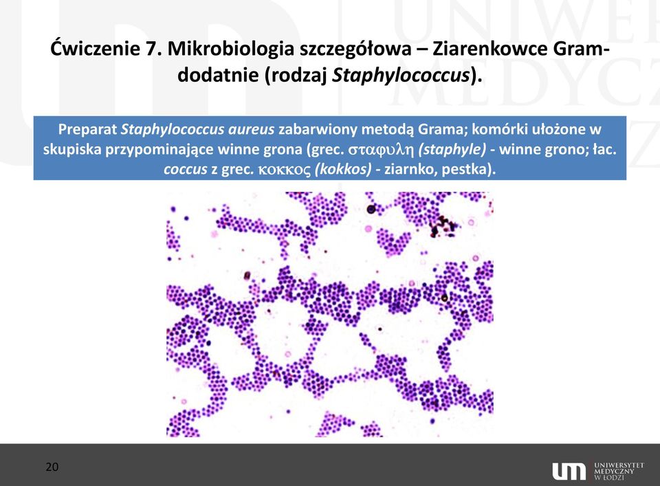 Staphylococcus).