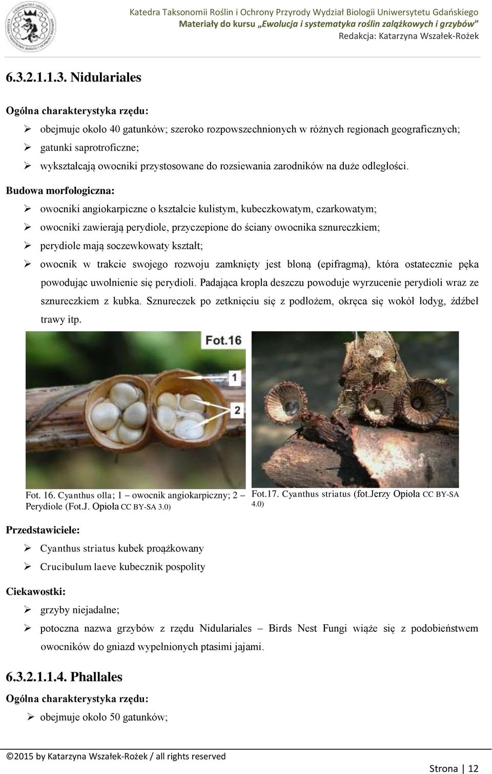 Budowa morfologiczna: owocniki angiokarpiczne o kształcie kulistym, kubeczkowatym, czarkowatym; owocniki zawierają perydiole, przyczepione do ściany owocnika sznureczkiem; perydiole mają soczewkowaty