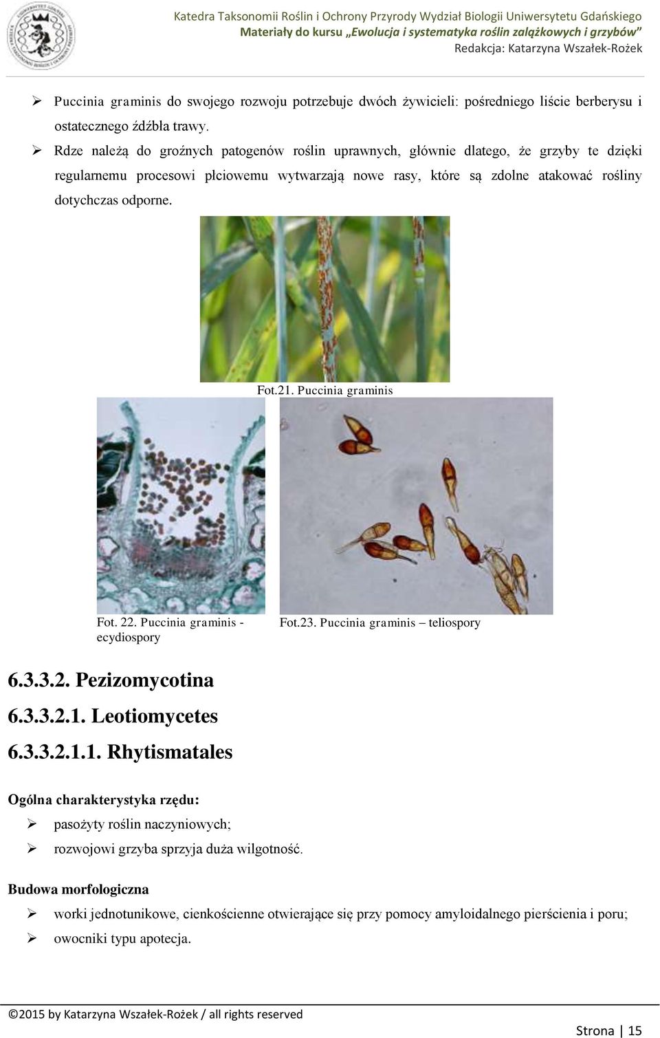 odporne. Fot.21. Puccinia graminis Fot. 22. Puccinia graminis - ecydiospory Fot.23. Puccinia graminis teliospory 6.3.3.2. Pezizomycotina 6.3.3.2.1. Leotiomycetes 6.3.3.2.1.1. Rhytismatales Ogólna charakterystyka rzędu: pasożyty roślin naczyniowych; rozwojowi grzyba sprzyja duża wilgotność.