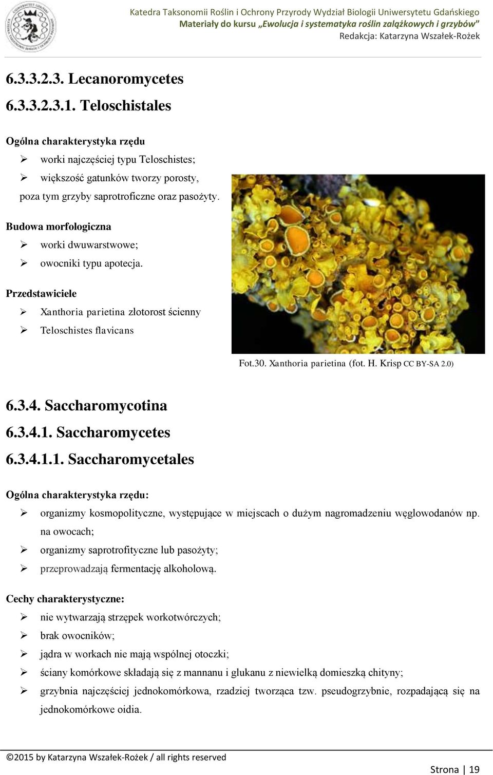 Budowa morfologiczna worki dwuwarstwowe; owocniki typu apotecja. Przedstawiciele Xanthoria parietina złotorost ścienny Teloschistes flavicans Fot.30. Xanthoria parietina (fot. H. Krisp CC BY-SA 2.