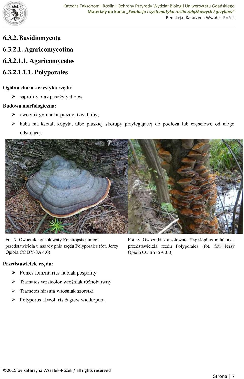 Owocnik konsolowaty Fomitopsis pinicola przedstawiciela u nasady pnia rzędu Polyporales (fot. Jerzy Opioła CC BY-SA 4.0) Fot. 8.