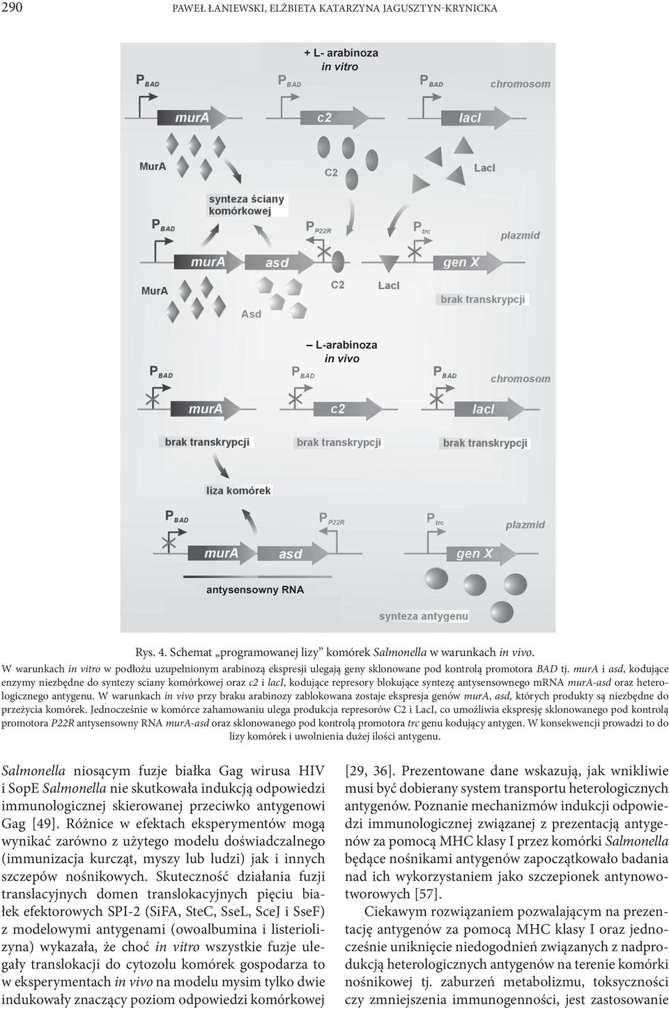 mura i asd, kodujące enzymy niezbędne do syntezy sciany komórkowej oraz c2 i laci, kodujące represory blokujące syntezę antysensownego mrna mura-asd oraz heterologicznego antygenu.