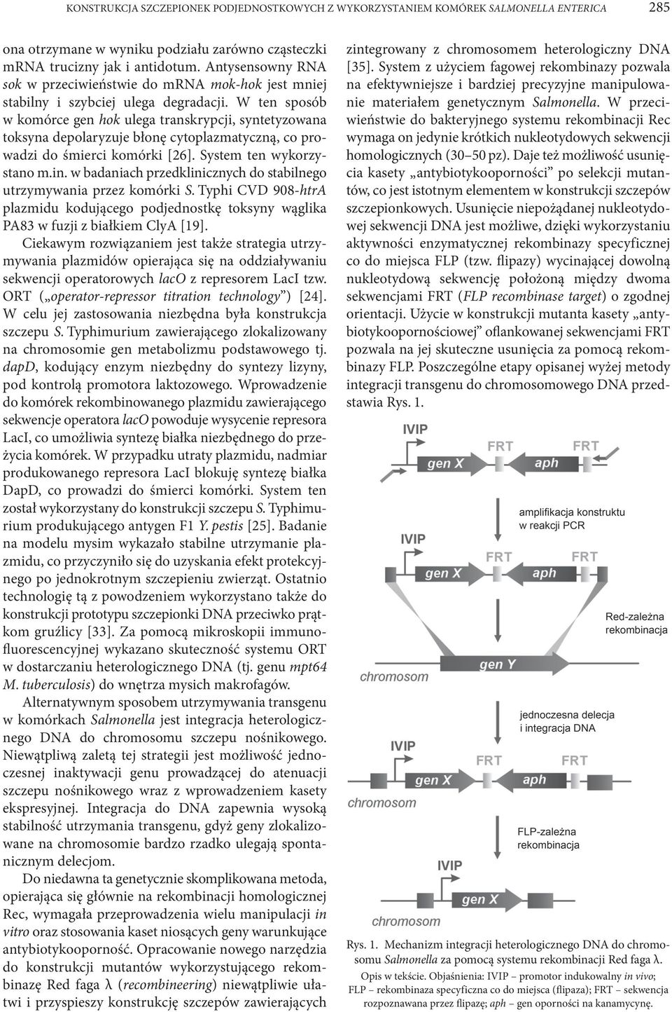 W ten sposób w komórce gen hok ulega transkrypcji, syntetyzowana toksyna depolaryzuje błonę cytoplazmatyczną, co prowadzi do śmierci komórki [26]. System ten wykorzystano m.in.