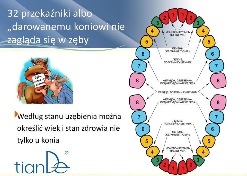 Według stanu uzębienia można