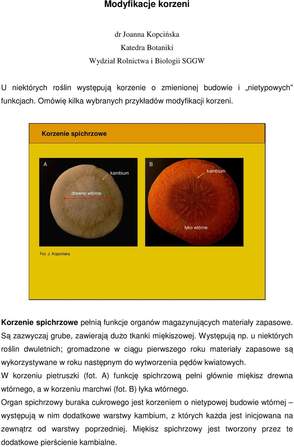 Kopcińska Korzenie spichrzowe pełnią funkcje organów magazynujących materiały zapasowe. Są zazwyczaj grube, zawierają dużo tkanki miękiszowej. Występują np.