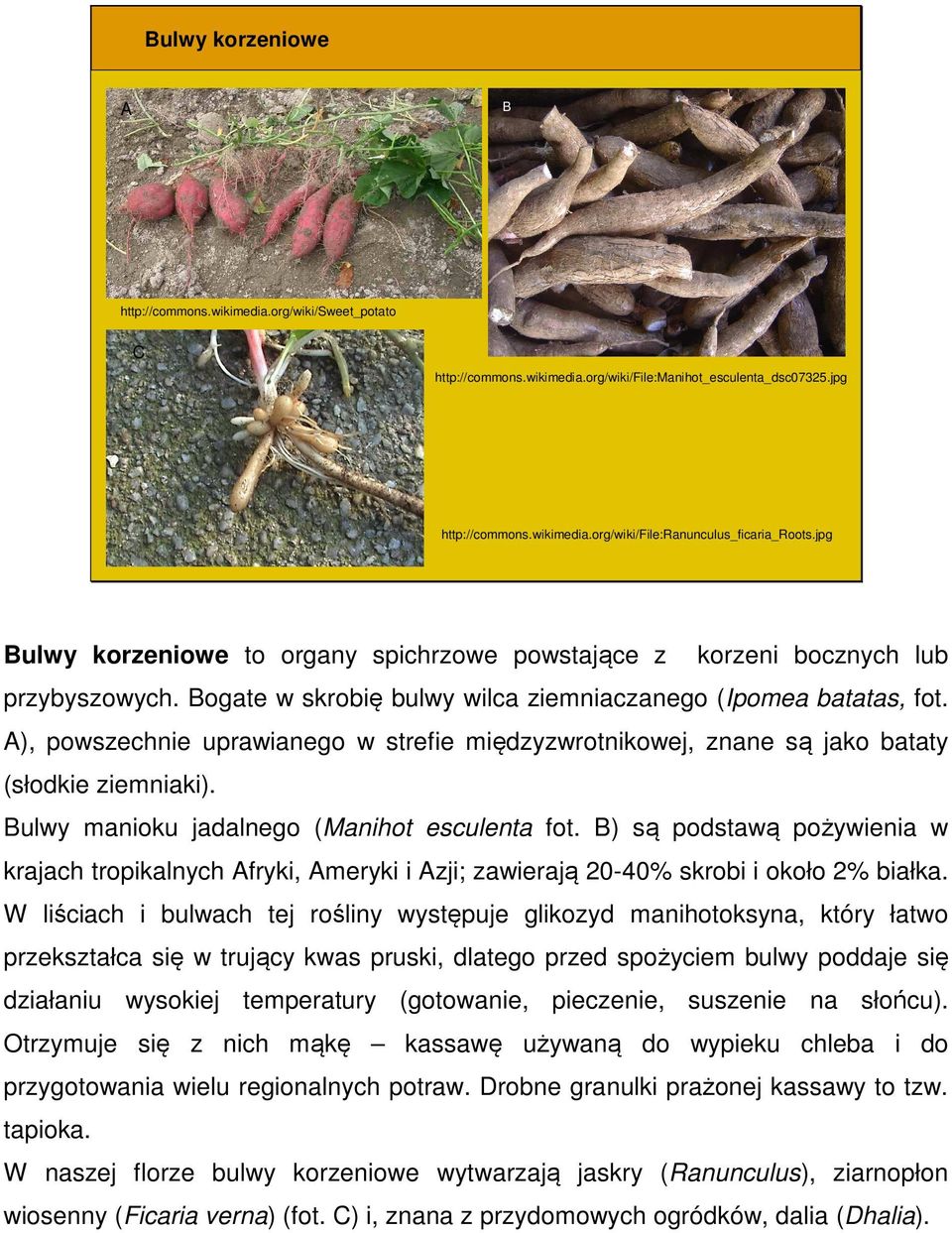 ), powszechnie uprawianego w strefie międzyzwrotnikowej, znane są jako bataty (słodkie ziemniaki). ulwy manioku jadalnego (Manihot esculenta fot.