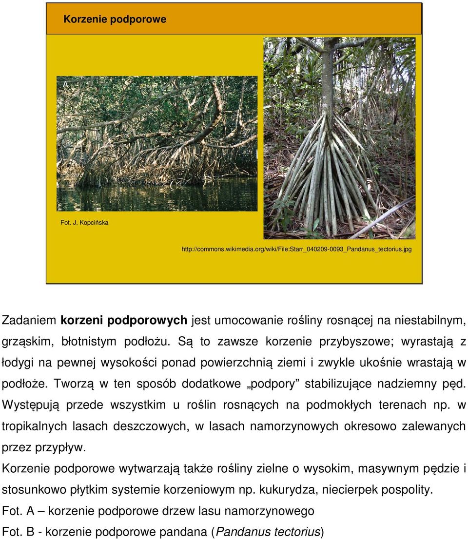 Są to zawsze korzenie przybyszowe; wyrastają z łodygi na pewnej wysokości ponad powierzchnią ziemi i zwykle ukośnie wrastają w podłoże.