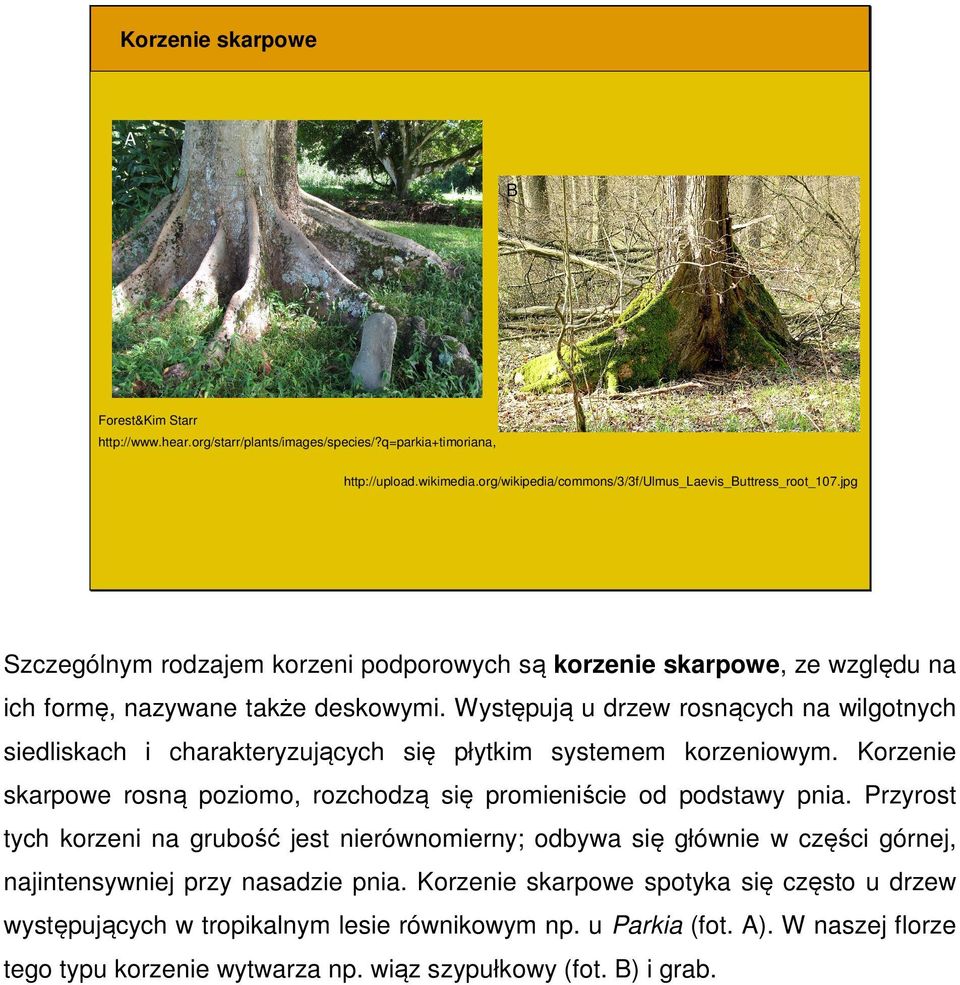 Występują u drzew rosnących na wilgotnych siedliskach i charakteryzujących się płytkim systemem korzeniowym. Korzenie skarpowe rosną poziomo, rozchodzą się promieniście od podstawy pnia.