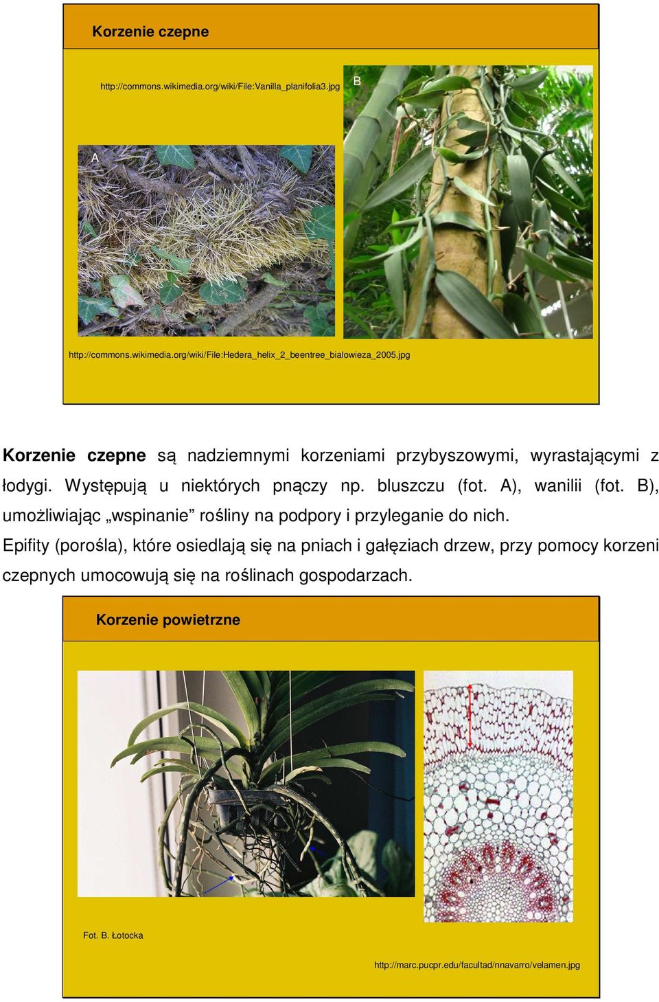 ), umożliwiając wspinanie rośliny na podpory i przyleganie do nich.