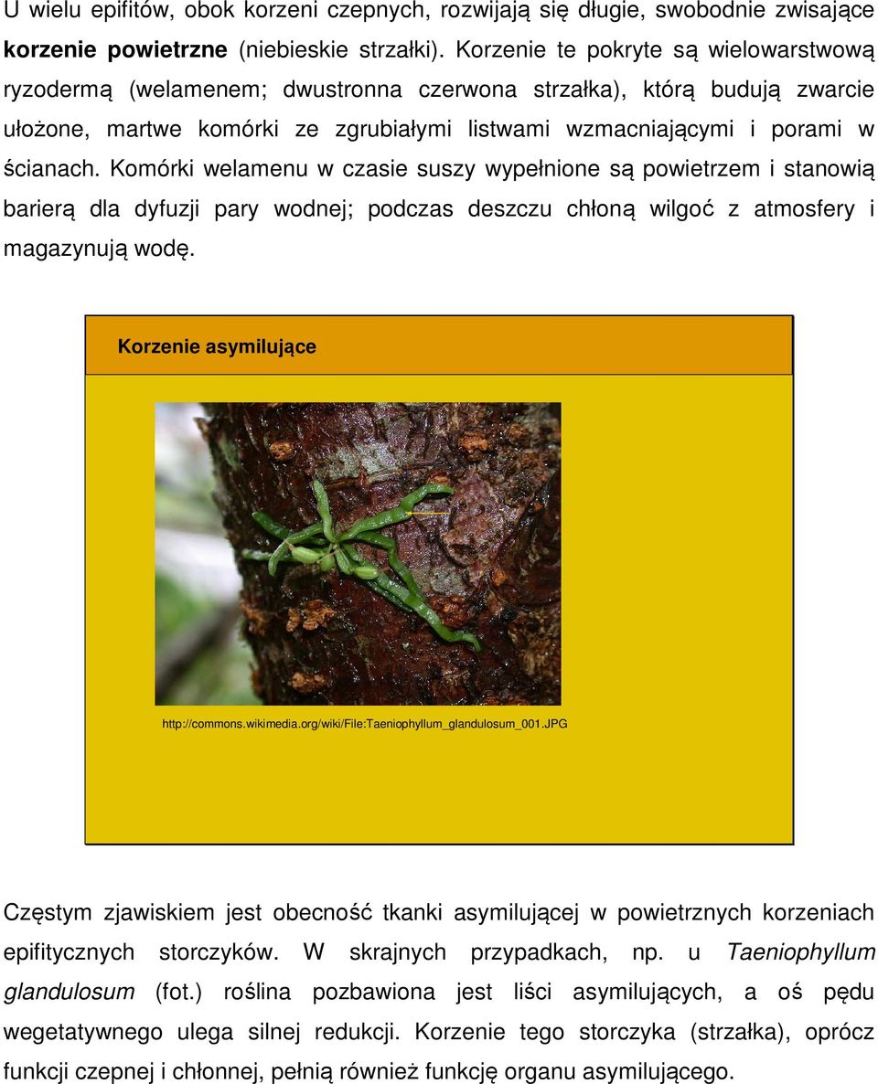 Komórki welamenu w czasie suszy wypełnione są powietrzem i stanowią barierą dla dyfuzji pary wodnej; podczas deszczu chłoną wilgoć z atmosfery i magazynują wodę. Korzenie asymilujące http://commons.