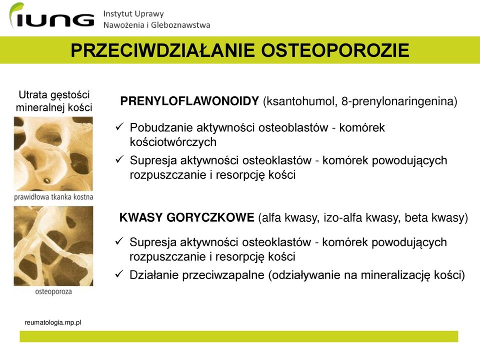 rozpuszczanie i resorpcję kości KWASY GORYCZKOWE (alfa kwasy, izo-alfa kwasy, beta kwasy) Supresja aktywności osteoklastów