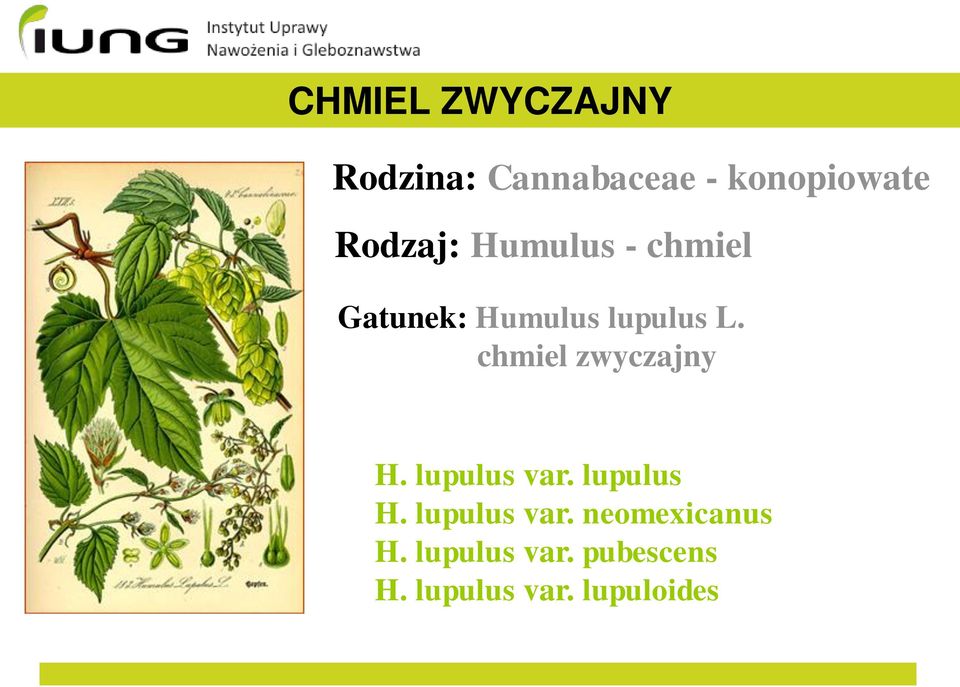 chmiel zwyczajny H. lupulus var. lupulus H. lupulus var. neomexicanus H.