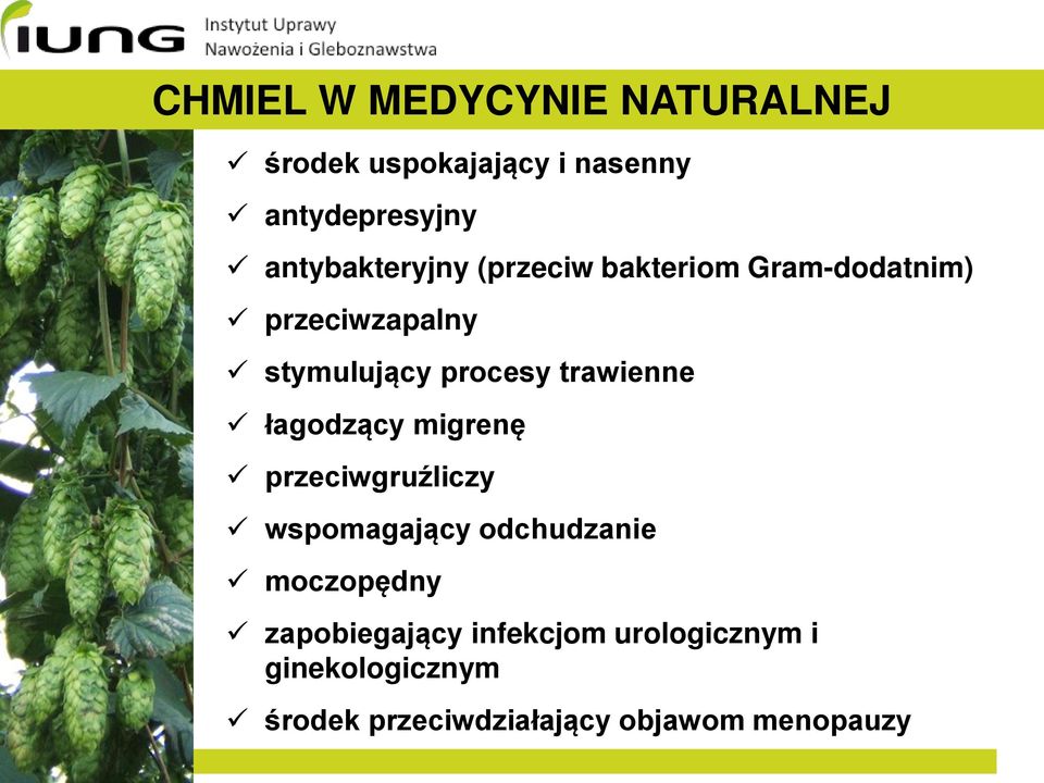 trawienne łagodzący migrenę przeciwgruźliczy wspomagający odchudzanie moczopędny