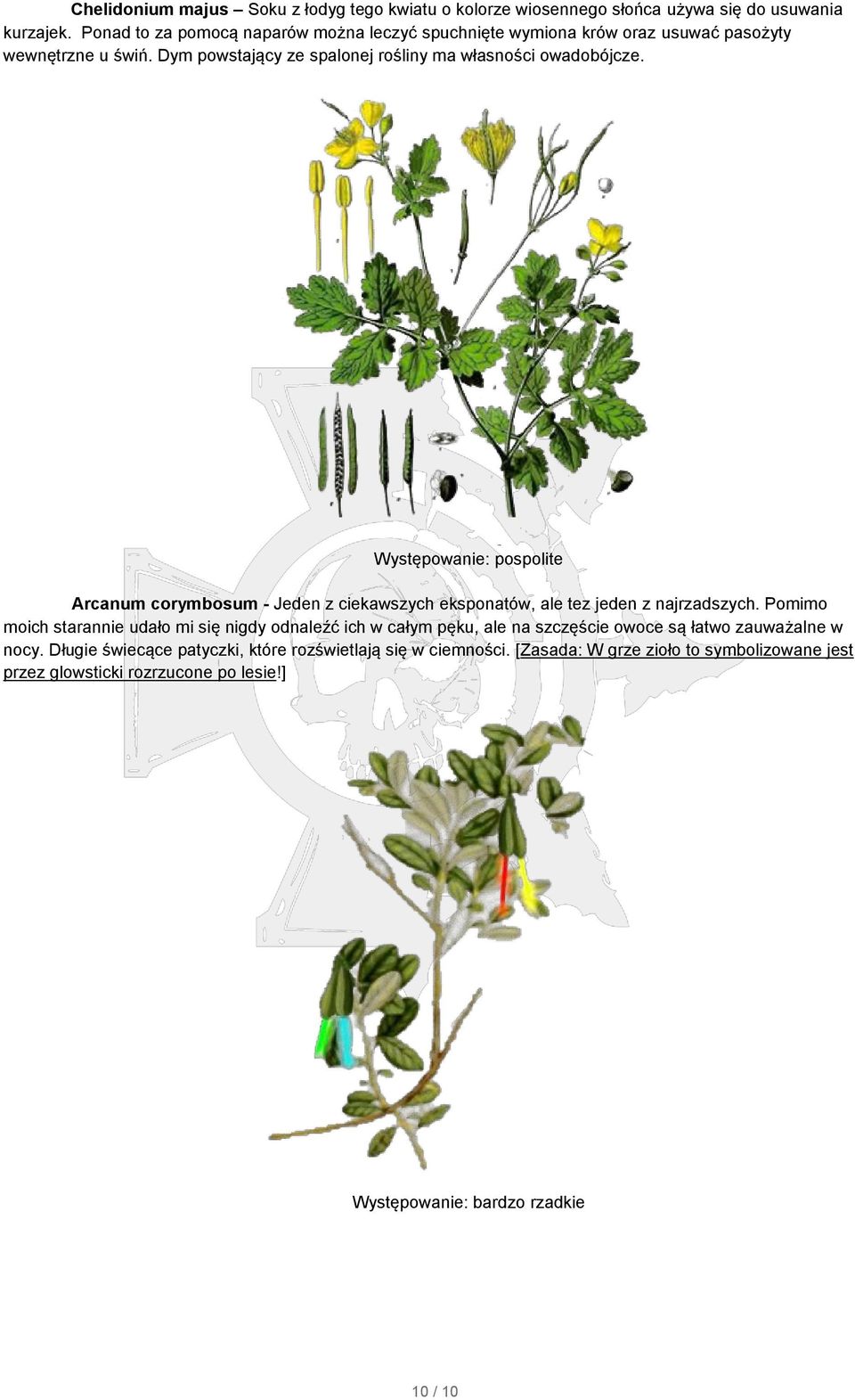 Dym powstający ze spalonej rośliny ma własności owadobójcze. Arcanum corymbosum - Jeden z ciekawszych eksponatów, ale tez jeden z najrzadszych.