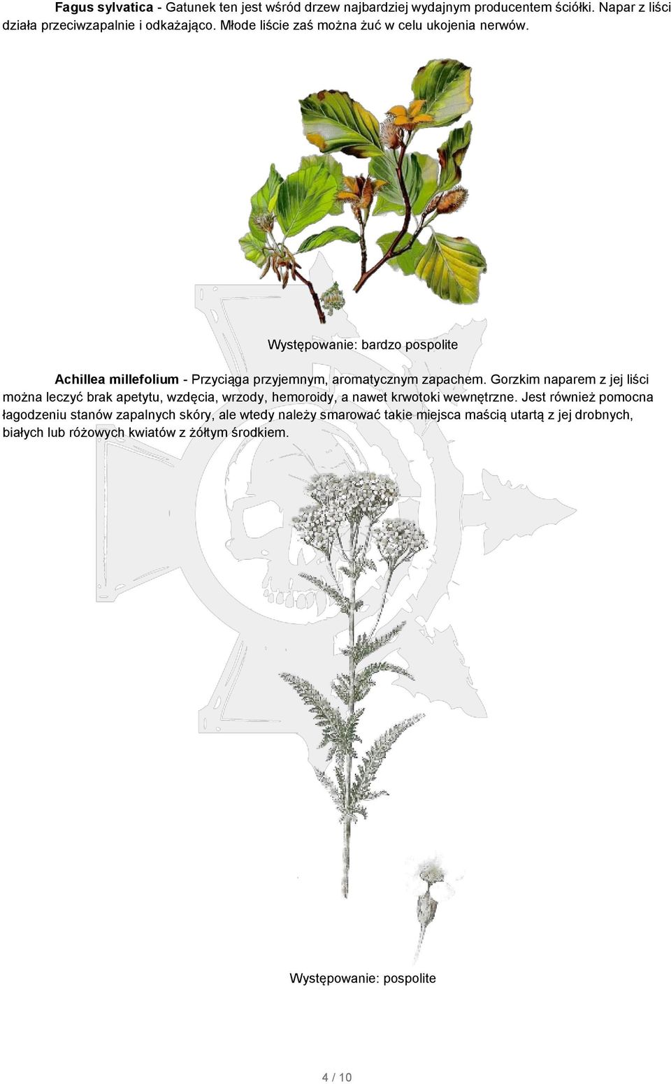 Występowanie: bardzo pospolite Achillea millefolium - Przyciąga przyjemnym, aromatycznym zapachem.