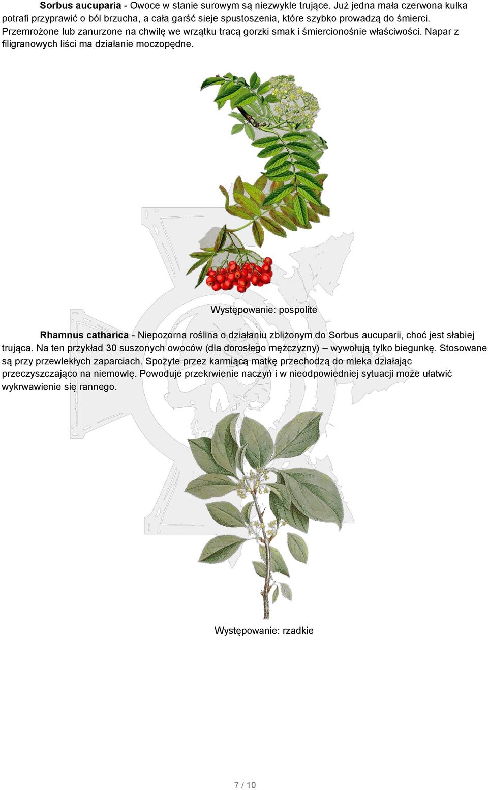 Rhamnus catharica - Niepozorna roślina o działaniu zbliżonym do Sorbus aucuparii, choć jest słabiej trująca. Na ten przykład 30 suszonych owoców (dla dorosłego mężczyzny) wywołują tylko biegunkę.