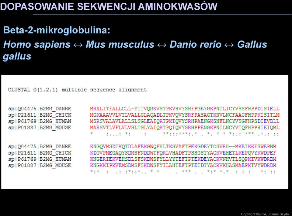 sapiens Mus musculus Danio rerio