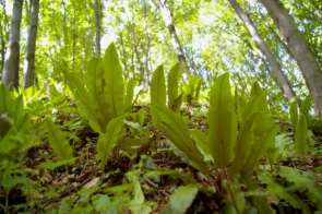 Flora Na terenie naszego Nadleśnictwa odnotowano obecność 55 roślin chronionych, w tym 35 podlegających ochronie ścisłej i 20 ochronie częściowej.