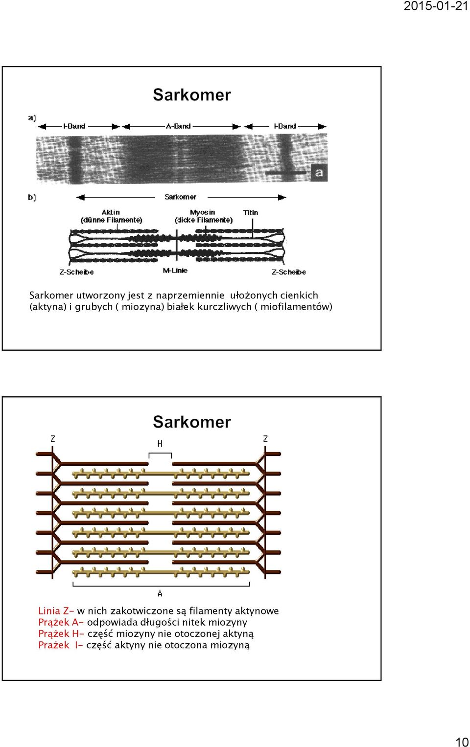 są filamenty aktynowe Prążek A- odpowiada długości nitek miozyny Prążek H-