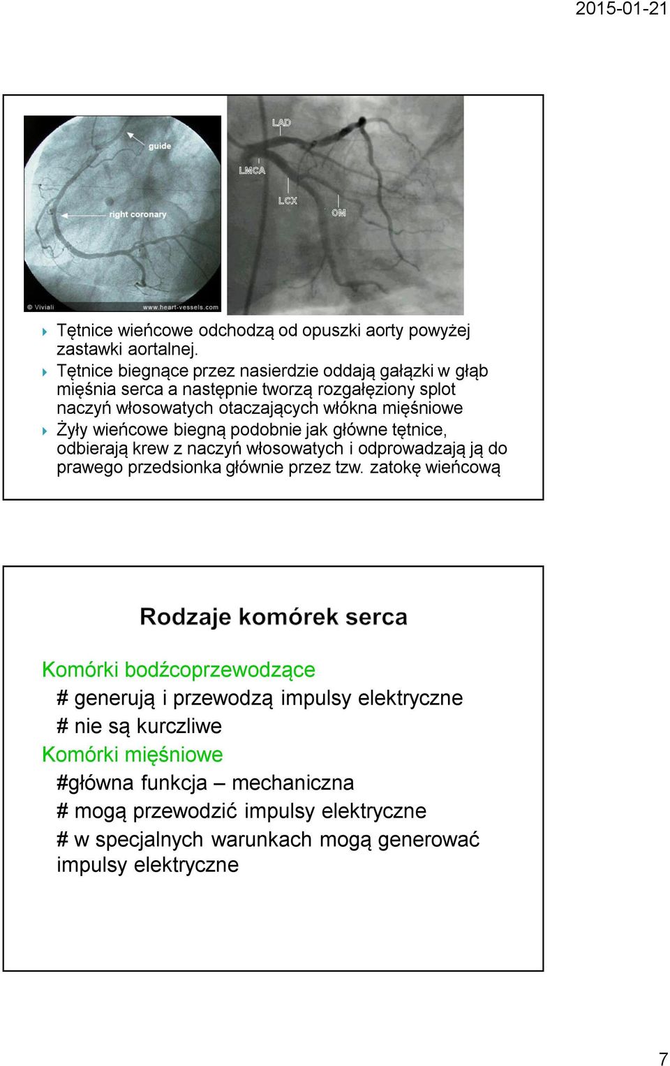 mięśniowe Żyły wieńcowe biegną podobnie jak główne tętnice, odbierają krew z naczyń włosowatych i odprowadzają ją do prawego przedsionka głównie przez tzw.