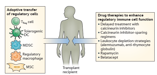 Terapia komórkowa Obiecujące są terapie z udziałem komórek regulatorowych, które mogą pozwolić na obniżenie podawania leków immunosupresyjnych.