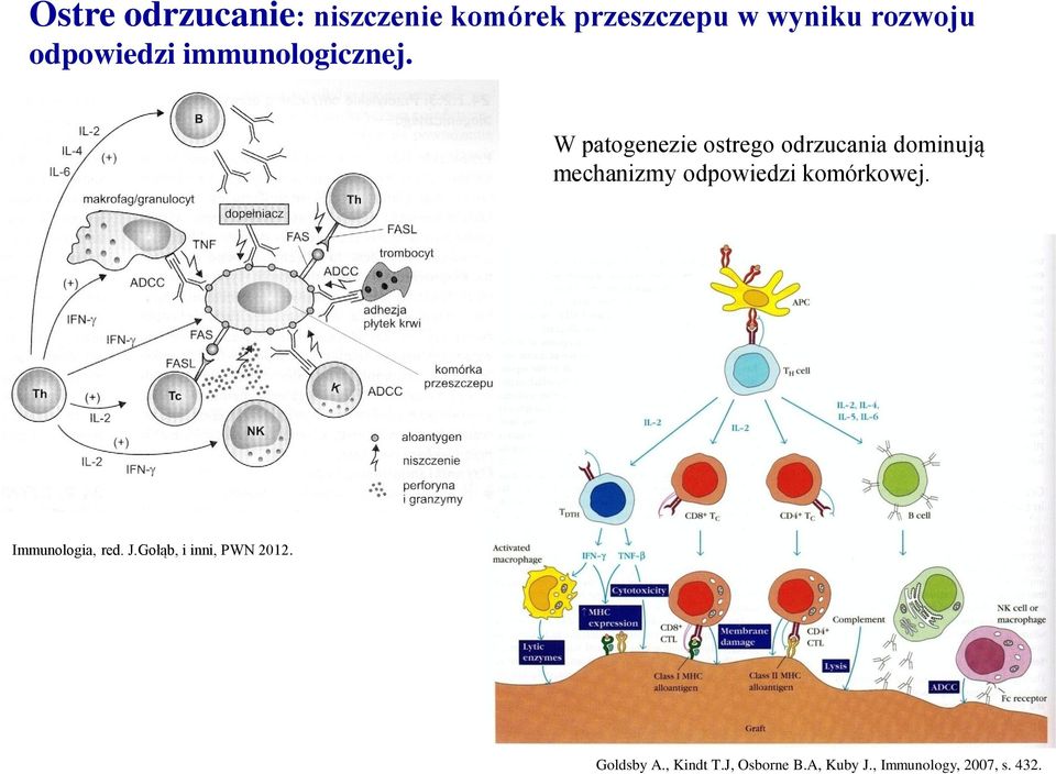 W patogenezie ostrego odrzucania dominują mechanizmy odpowiedzi