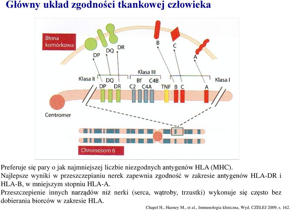 Najlepsze wyniki w przeszczepianiu nerek zapewnia zgodność w zakresie antygenów HLA-DR i HLA-B, w mniejszym