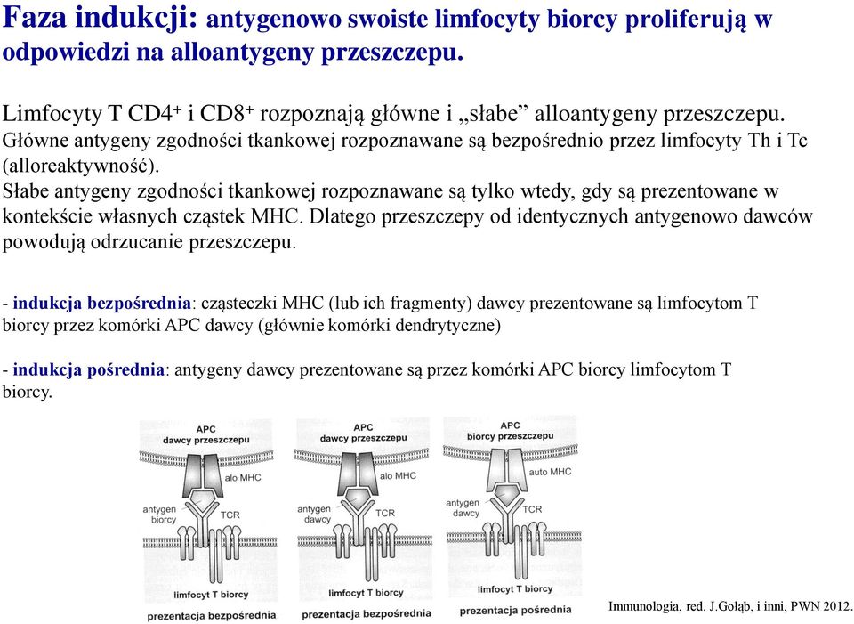 Słabe antygeny zgodności tkankowej rozpoznawane są tylko wtedy, gdy są prezentowane w kontekście własnych cząstek MHC.