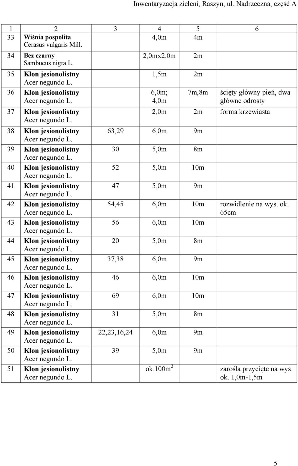 jesionolistny 44 Klon jesionolistny 45 Klon jesionolistny 46 Klon jesionolistny 47 Klon jesionolistny 48 Klon jesionolistny 49 Klon jesionolistny 50 Klon jesionolistny 51 Klon jesionolistny 1,5m 2m