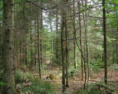 buczynach, grądach, łęgach i jedlinach - nie jest sprzeczna z wymogami Natury 2000 - pod