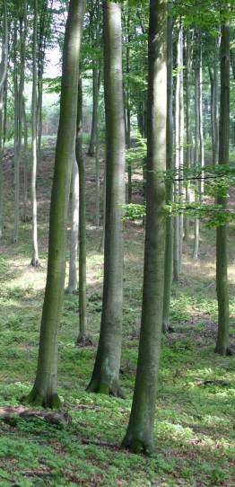 Poszukiwanie rozwiązań Właściwe rozwiązania znaleźć moŝna w planowaniu lokalnym na szczeblu planowania ochrony obszaru Natura 2000 i