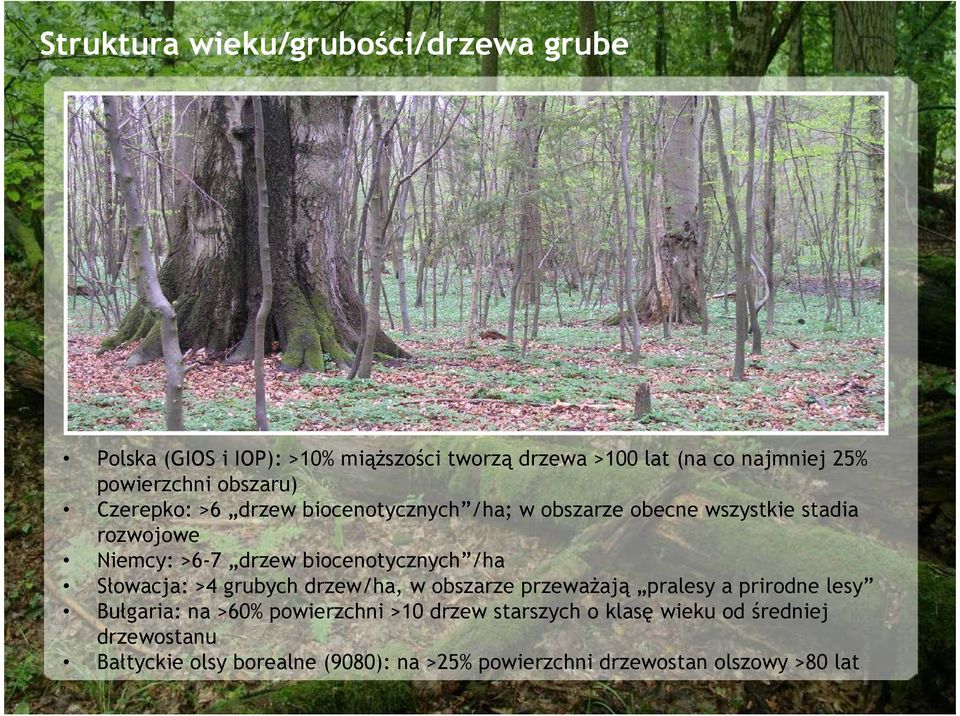 biocenotycznych /ha Słowacja: >4 grubych drzew/ha, w obszarze przewaŝają pralesy a prirodne lesy Bułgaria: na >60% powierzchni