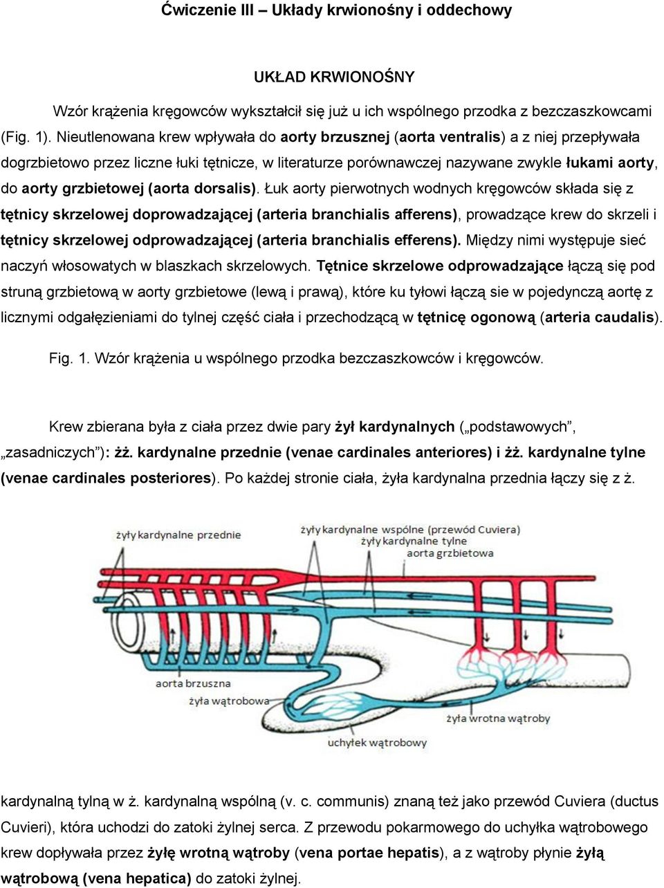 grzbietowej (aorta dorsalis).