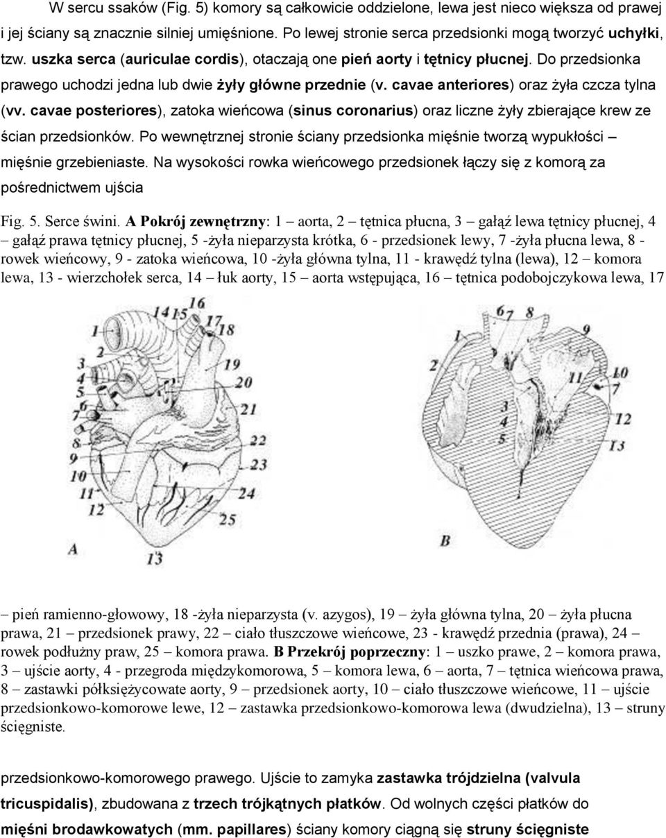 cavae posteriores), zatoka wieńcowa (sinus coronarius) oraz liczne żyły zbierające krew ze ścian przedsionków.