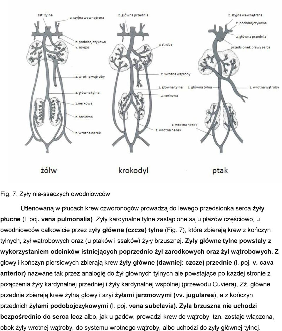 7), które zbierają krew z kończyn tylnych, żył wątrobowych oraz (u ptaków i ssaków) żyły brzusznej.