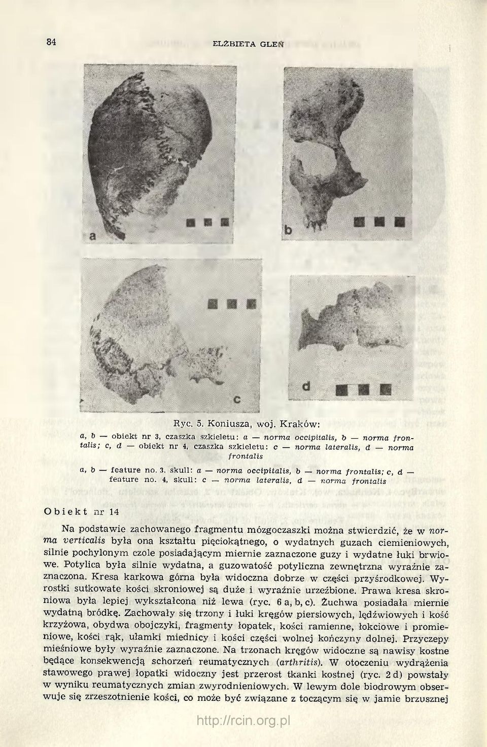 4, skull: c norma lateralis, d norma frontalis Obiekt nr 14 Na podstawie zachowanego fragmentu mózgoczaszki można stwierdzić, że w norma verticalis była ona kształtu pięciokątnego, o wydatnych guzach