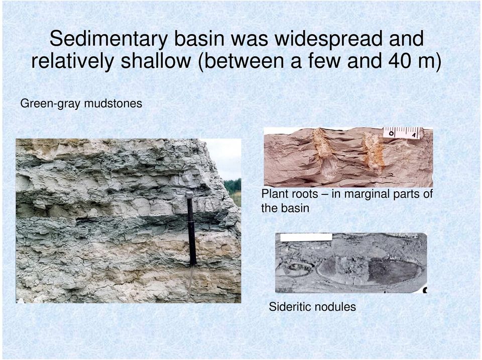 m) Green-gray mudstones Plant roots in