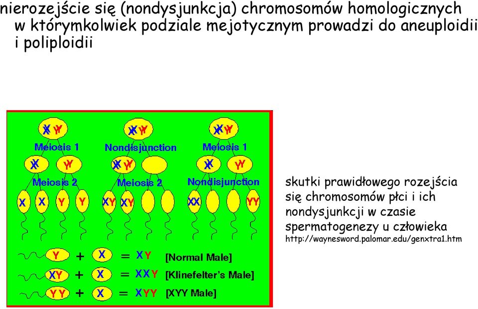 poliploidii skutki prawidłowego rozejścia się chromosomów płci i ich