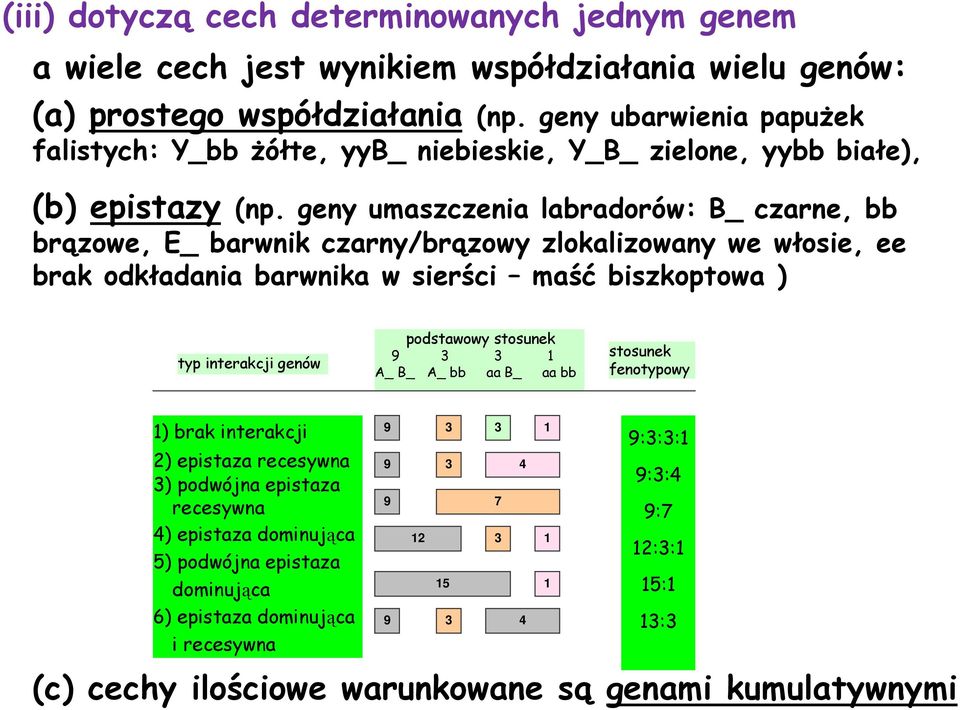 geny umaszczenia labradorów: B_ czarne, bb brązowe, E_ barwnik czarny/brązowy zlokalizowany we włosie, ee brak odkładania barwnika w sierści maść biszkoptowa ) typ interakcji genów podstawowy