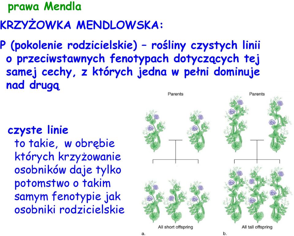 w pełni dominuje nad drugą czyste linie to takie, w obrębie których krzyżowanie