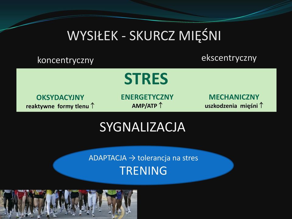 STRES ENERGETYCZNY AMP/ATP SYGNALIZACJA