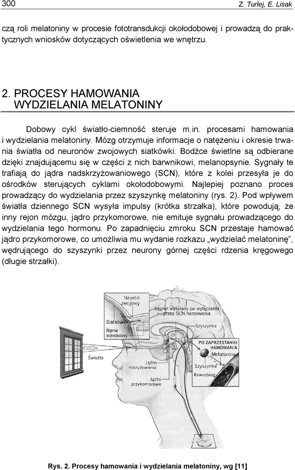 Mózg otrzymuje informacje o natężeniu i okresie trwania światła od neuronów zwojowych siatkówki. Bodźce świetlne są odbierane dzięki znajdującemu się w części z nich barwnikowi, melanopsynie.