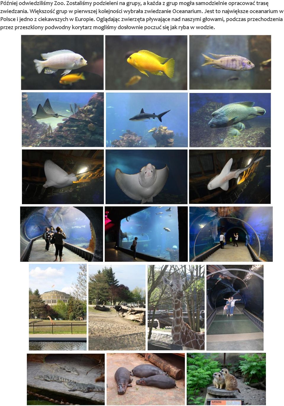 Większość grup w pierwszej kolejności wybrała zwiedzanie Oceanarium.