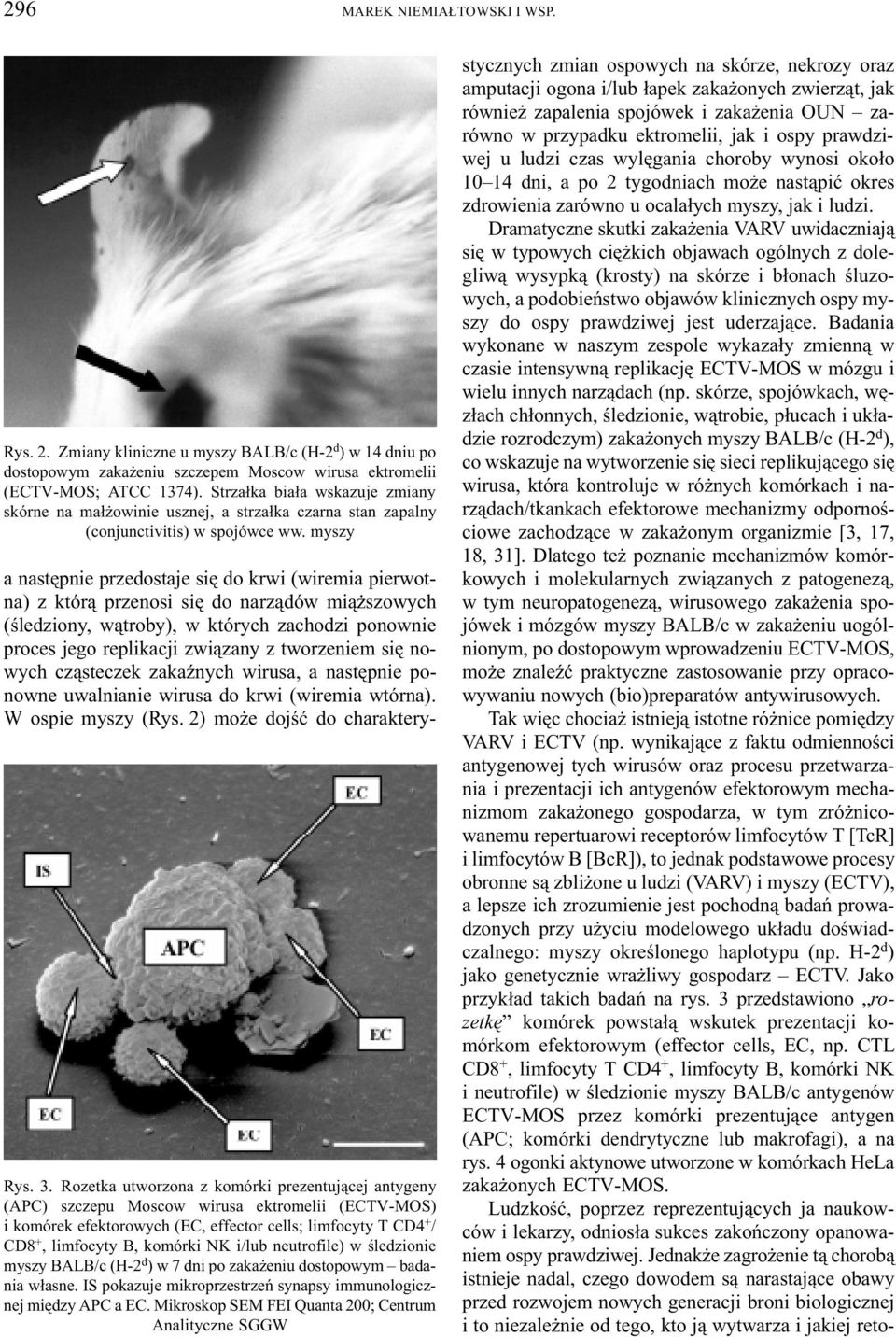 Rozetka utworzona z komórki prezentuj¹cej antygeny (APC) szczepu Moscow wirusa ektromelii (ECTV-MOS) i komórek efektorowych (EC, effector cells; limfocyty T CD4 + / CD8 +, limfocyty B, komórki NK