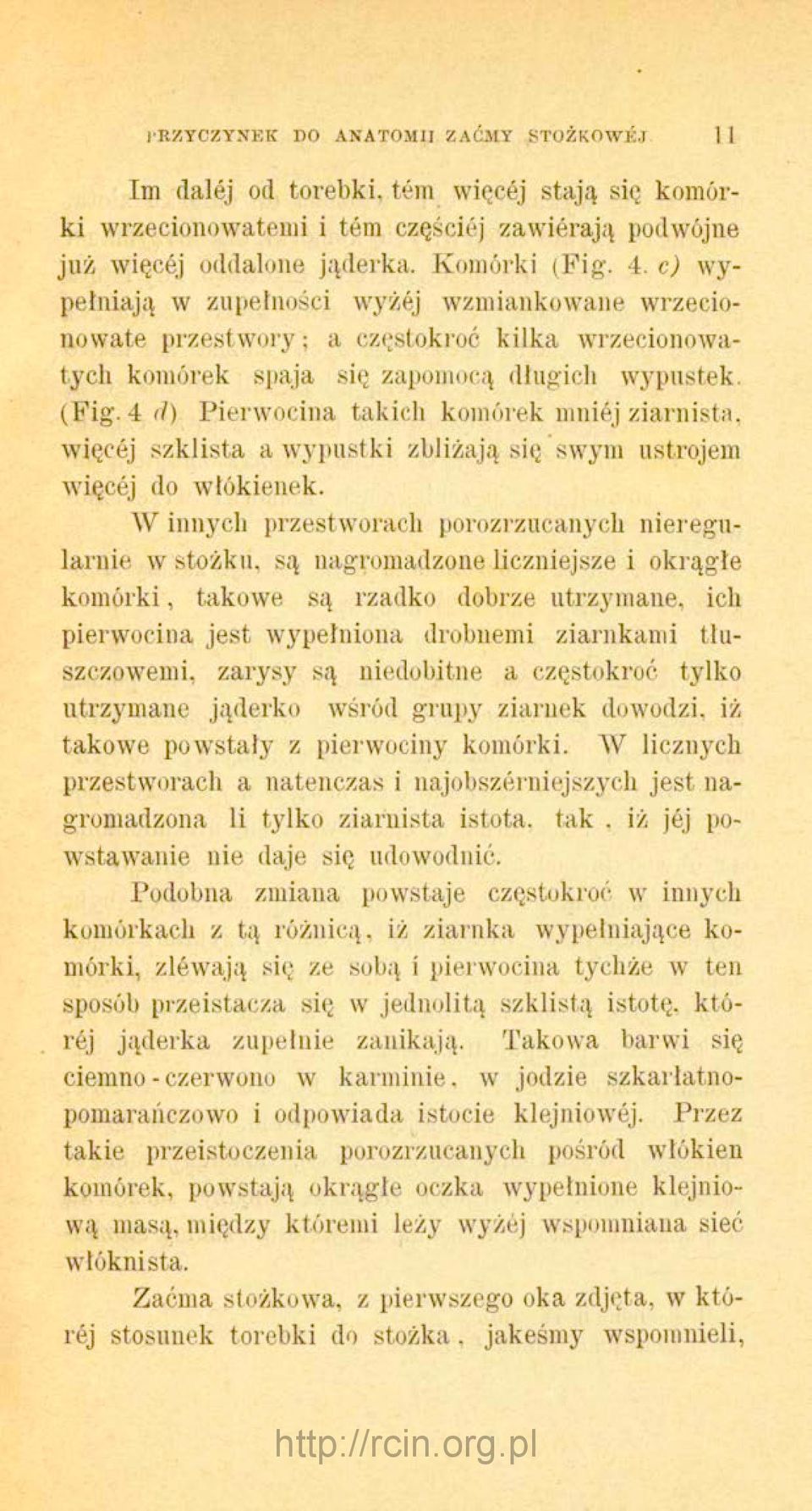 4 cl) Pierwocina takich komórek mniej ziarnista, więcej szklista a wypustki zbliżają się swym ustrojem więcej do włókienek.