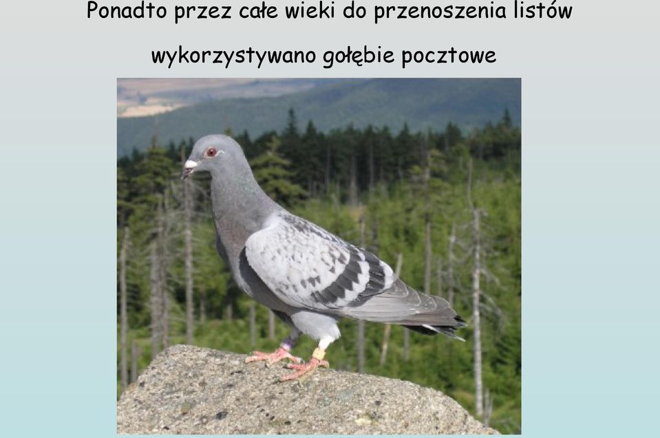 przenoszenia listów