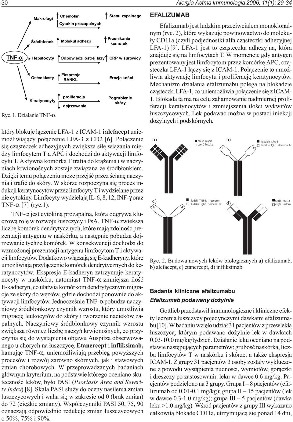 Dzia³anie TNF-α Chemokin Cytokin prozapalnych Moleku³ adhezji Odpowiedzi ostrej fazy Ekspresja RANKL proliferacja dojrzewanie Stanu zapalnego Przenikanie komórek CRP w surowicy Erozja koœci