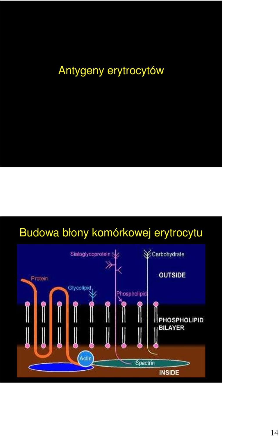 Budowa błony